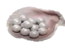 600 Echo Beads